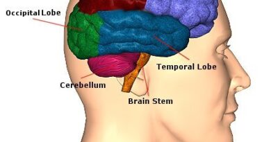 Lobes of the Brain